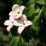 Dogwood Flowers