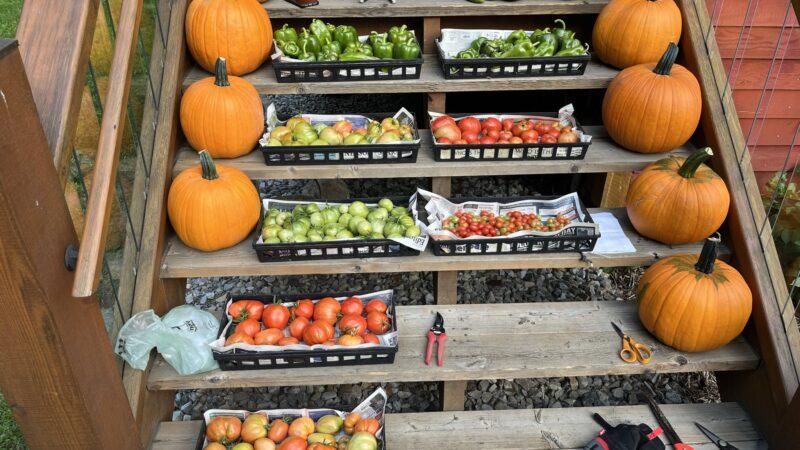 Stairs with Pumpkins and Fall Vegetables